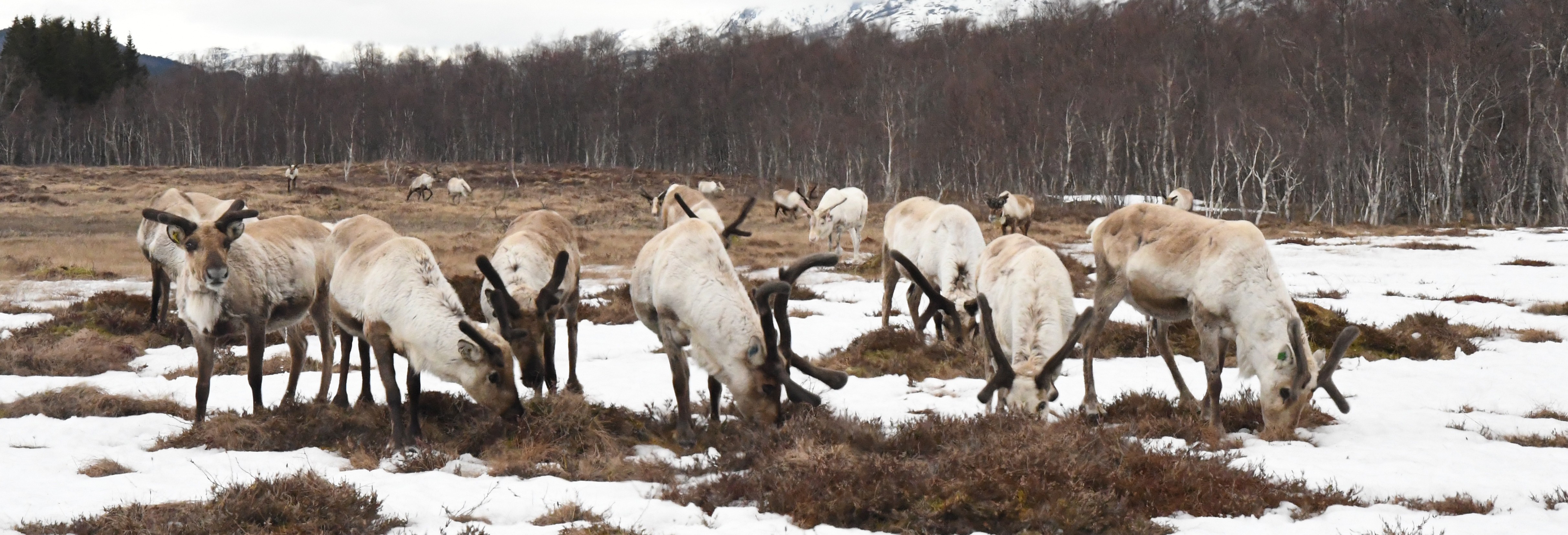 Reinflytting. Foto: Thoralf Fagertun